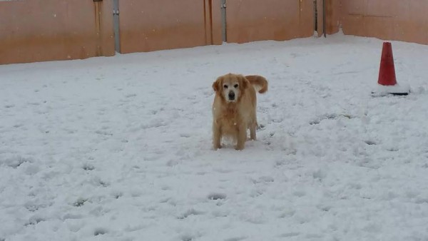 雪　メル