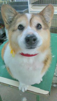 ゴンちゃん