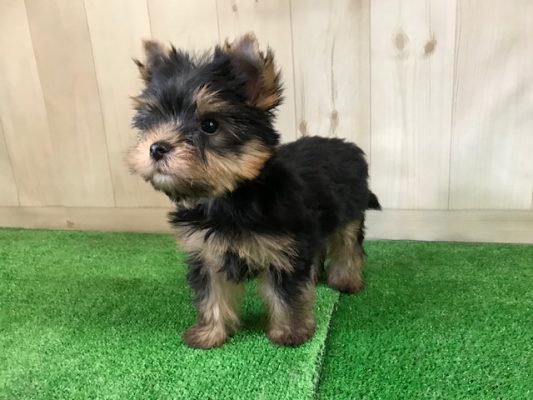 ヨークシャーテリアの赤ちゃん ペットショップ ピーターパン 京都市左京区 仔犬の販売