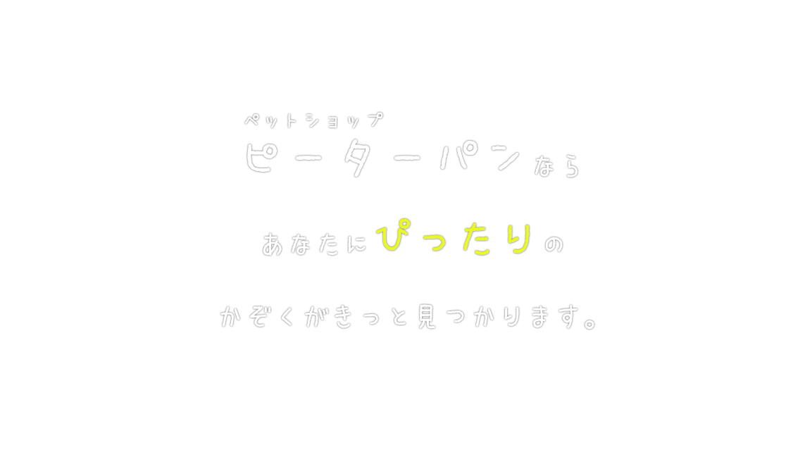 ペットショップ ピーターパンならあなたにぴったりのかぞくがきっと見つかります。